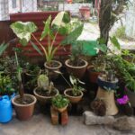 植木鉢・陶器・盆栽の処分